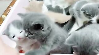 Beautiful cats baby's