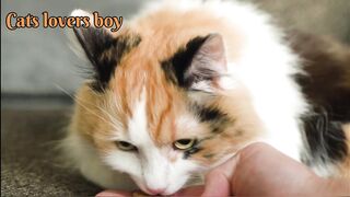 Wonderful cats???????? || top lovely cats ♥️ || CAT LOVER BOY 2619