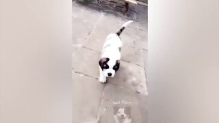Funniest Animals 2023 | Funniest Cats and Dogs| Part 5
