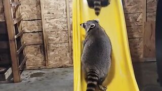 funny animals Compilation