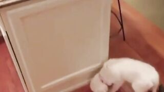 So funny cats compilation 2023 __ so funny cat videos #63 _#shorts