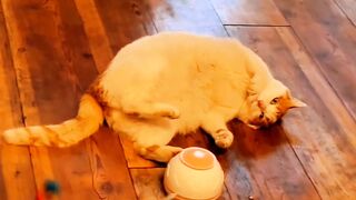 Cute Cats videos #cat_videos #cat #viral_video