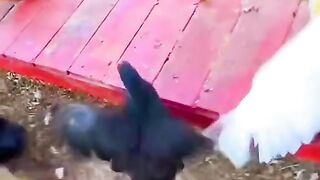 funny birds Compilation