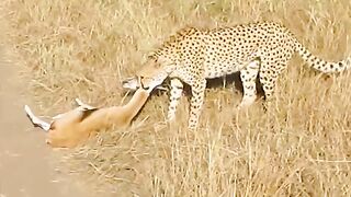 Cheetah_Training_her_Cub_#shorts____#wildlife(480p).
