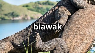 Fakta Menarik Tentang Komodo. Si Legenda Hidup!