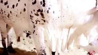 Qurbani cow