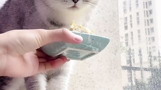 Funny cat , in the fruit of durian vomit ????