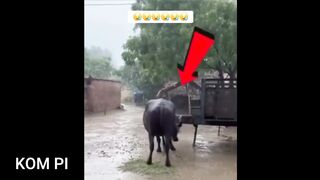 cow hit by lightning