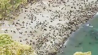 Wild life 4