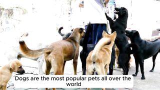 Dog Training Tips