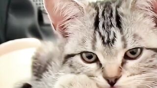 cute little kitten videos ????#cat #shorts #viral #trending 3