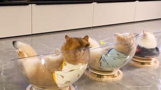 cute little kitten videos ????#cat #shorts #viral #trending 4