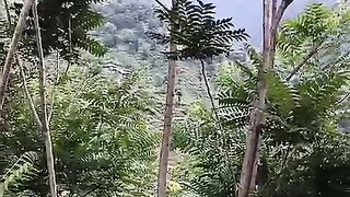 جرید ویلی کاغان