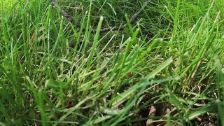 Cat Vlog