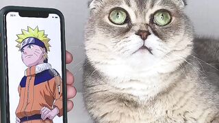 Funny cat 290