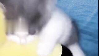 Cute cat dance #cat