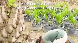Comedy / video lucu 2