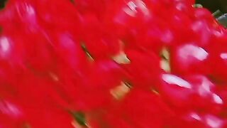 Red roses For u #roses