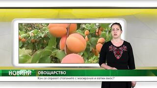 МАСИРАН И ЕВТИН ВНОС НА ПЛОДОВЕ