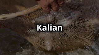 Tips Mancing Ikan Nila yang Efektif!