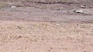 Dog in Park
