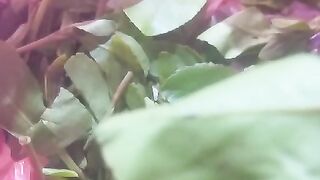 قات يمني