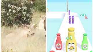 Rhino vs Tiger