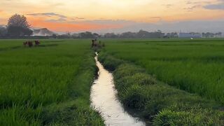 cool rice field views