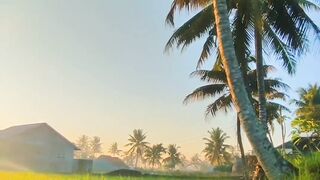 cool rice field views 2