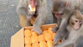 Enjoy monkies