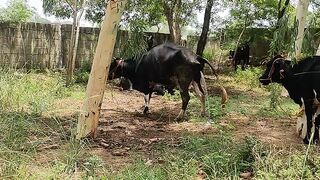 Animal 67