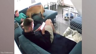 Best Funniest Animal Videos PART 4