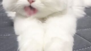 Lovely cat /cute cat naughty cat