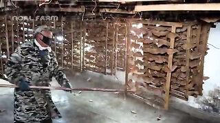 SilkWorm Farm - How Billions of SilkWorm for silk Chinese - Silk Cocoon Harvest Processing Factory