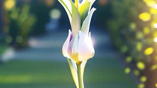 A dance for a new day.#flowers #tulip #garden #nature #love