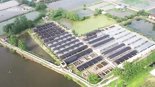 Frogs Farm - How China Farmer Raised Millions Frogs For Meat - Frog Processing in Factory