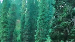 Beautiful place for tourists tall pine tree green land and beautifully road