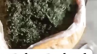 Grass for sale