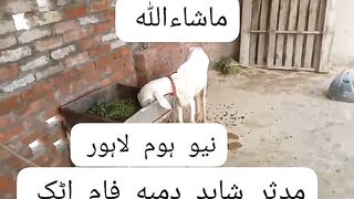 White goat for sale