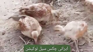 Partridge for sale