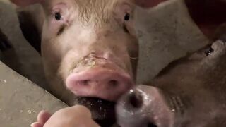 laughing #human confusing behavior #never imagined #What is this operat#funnyvideos #funnyy 29
