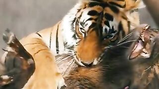 Cheetah_क्यों_इतना_कमाल_का_होता_हैं__????????_By_info_fact_News(480p).
