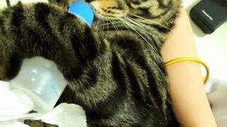 Cat drinking milk ????  #trending #funnycat #shortvideo #tiktokviral #fyp #foryoupage #familia