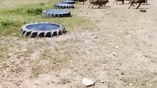Su_hayattır_????(480p).