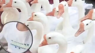 laughing #human confusing behavior #never imagined #What is this operat#funnyvideos #funnyy 77