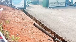 ayam broiler || kata kata lucu 663