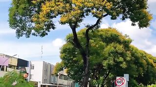 Wait till End 11