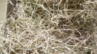 laughing #human confusing behavior #never imagined #What is this operat#funnyvideos #funnyy 114