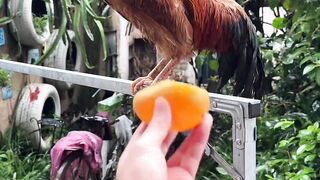 laughing #human confusing behavior #never imagined #What is this operat#funnyvideos #funnyy 136
