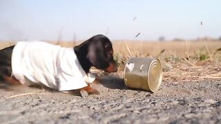 Piccolo canaglia! Video carino e divertente del cane bassotto!